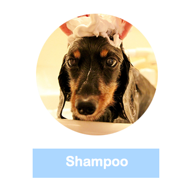ドッグシャンプー