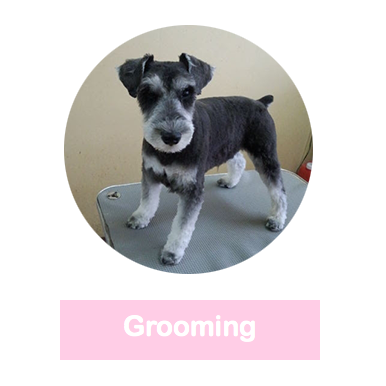 グルーミングボタン